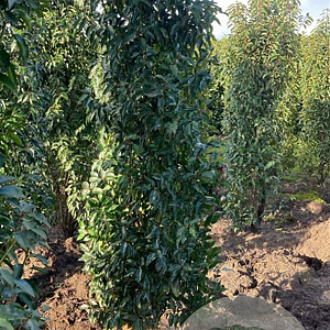 Prunus l. 'Angustifolia' 200-225 cm met kluit