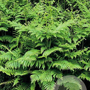 Pteridium aquilinum GM P9