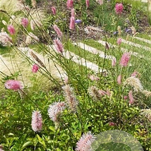 Sanguisorba obtusa GM P9