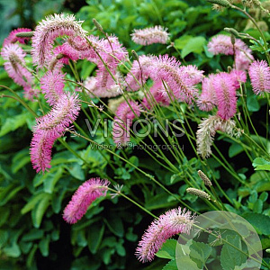 Sanguisorba obtusa GM P9