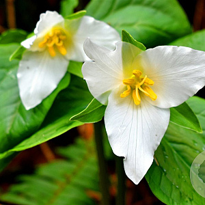 Trillium grandiflorum GM P9