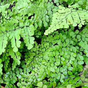 Adiantum venustum GM P9