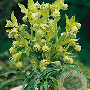 Helleborus foetidus GM P9