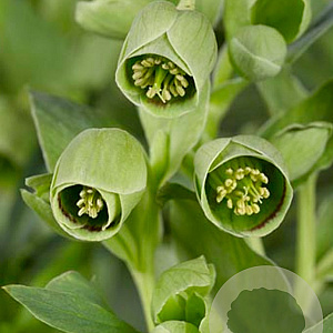 Helleborus foetidus GM P9
