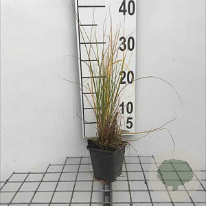Pennisetum al. 'Hameln' GM P9