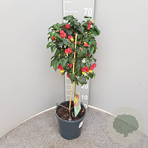Abutilon 'Big Bell' 80 cm 3,0L stam