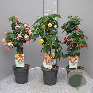 Abutilon hybridum 80 cm 3,0L stam
