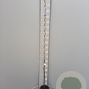 Actinidia deliciosa 150-175 cm 3,0L