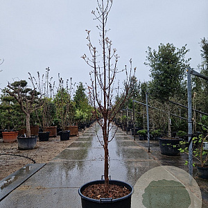 Acer griseum 200-250 cm container meerstammig