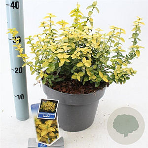 Euonymus fort. Goldy 40-50 cm 5,0L