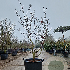 Acer japonicum 'Aconitifolium' 175-200 cm cont. 90L meerstammig