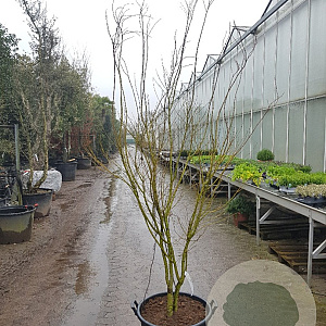 Acer palmatum 200-250 cm draadkluit
