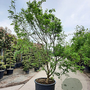 Acer palmatum 350-400 cm container meerstammig
