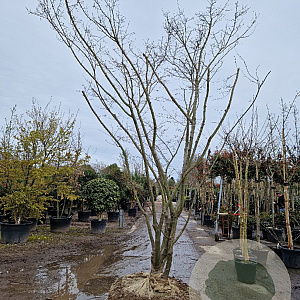 Acer palmatum 350-400 cm draadkluit solitair 3-5 tak
