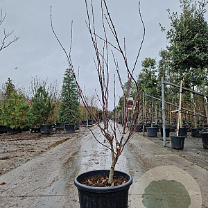 Acer pal. 'Atropurpureum' 125-150 cm container extra