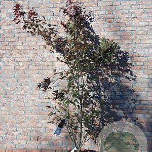 Acer pal. 'Atropurpureum' 150-175 cm 15L