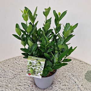 Euonymus japonicus 35-40 cm 2,5L