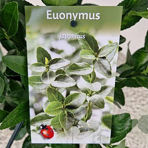 Euonymus japonicus 35-40 cm 2,5L