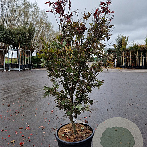 Acer pal. 'Bloodgood' 125-150 cm 30L
