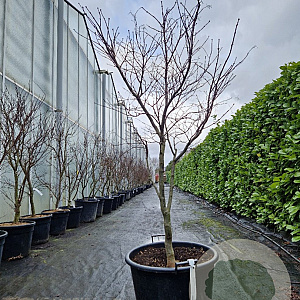 Acer pal. 'Bloodgood' 125-150 cm cont. 65L meerstammig