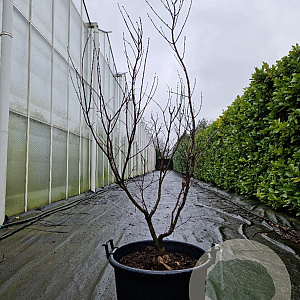 Acer pal. 'Bloodgood' 125-150 cm container 