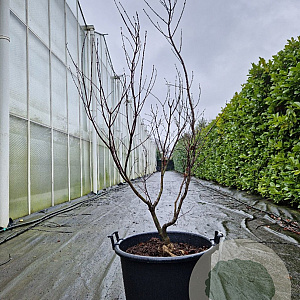 Acer pal. 'Bloodgood' 125-150 cm container 