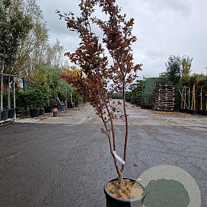 Acer pal. 'Bloodgood' 175-200 cm 30L