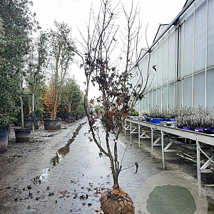 Acer pal. 'Bloodgood' 200-250 cm draadkluit