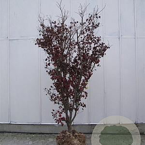 Acer pal. 'Bloodgood' 200-250 cm draadkluit