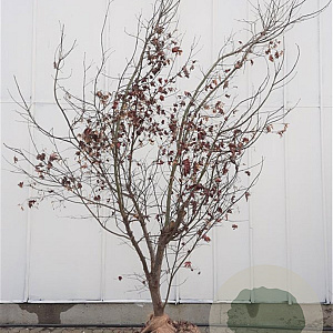 Acer pal. 'Bloodgood' 300-350 cm draadkluit solitair 3-5 tak