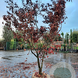 Acer pal. 'Bloodgood' 300-350 cm draadkluit solitair 3-5 tak