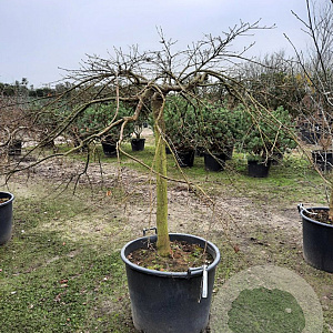 Acer pal. 'Dissectum' 100 cm stam container kroon 80-100