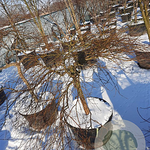 Acer pal. 'Dissectum' 100 cm stam container kroon 80-100