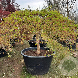 Acer pal. 'Dissectum' 100 cm stam container kroon 80-100