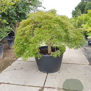 Acer pal. 'Dissectum' 100 cm stam container kroon 80-100
