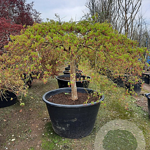 Acer pal. 'Dissectum' 100 cm stam container kroon 80-100