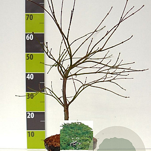 Acer pal. 'Dissectum' 40-50 cm 4,0L