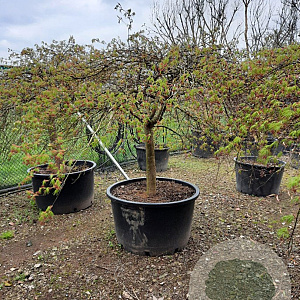 Acer pal. 'Dissectum' 60 cm stam container
