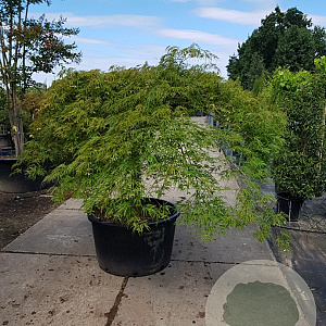 Acer pal. 'Dissectum' 60 cm stam container
