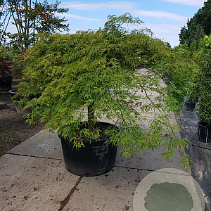 Acer pal. 'Dissectum' 60 cm stam container