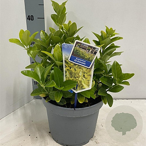 Euonymus jap. El Dorado 35-40 cm 5,0L