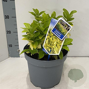 Euonymus jap. El Dorado 35-40 cm 5,0L
