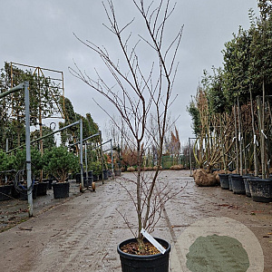 Acer pal. 'Fireglow' 125-150 cm 15L