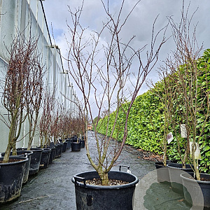 Acer pal. 'Fireglow' 175-200 cm cont. 65L meerstammig