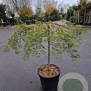 Acer pal. 'Garnet' 150 cm stam container kroon 80-100