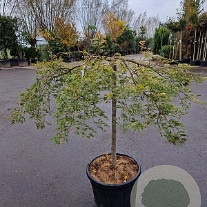Acer pal. 'Garnet' 150 cm stam container kroon 80-100
