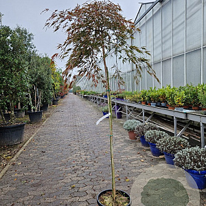 Acer pal. 'Garnet' 160 cm stam container kroon 60-80