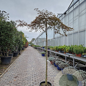 Acer pal. 'Garnet' 170 cm stam container kroon 100-125