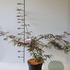 Acer pal. 'Garnet' 40-50 cm 4,0L