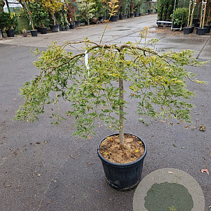 Acer pal. 'Green Lace' 170 cm stam container kroon 100-125